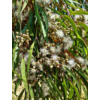 Kép 4/5 - Eucalyptus Staigeriana 5 ml